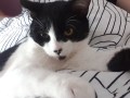 Aristotel (3)